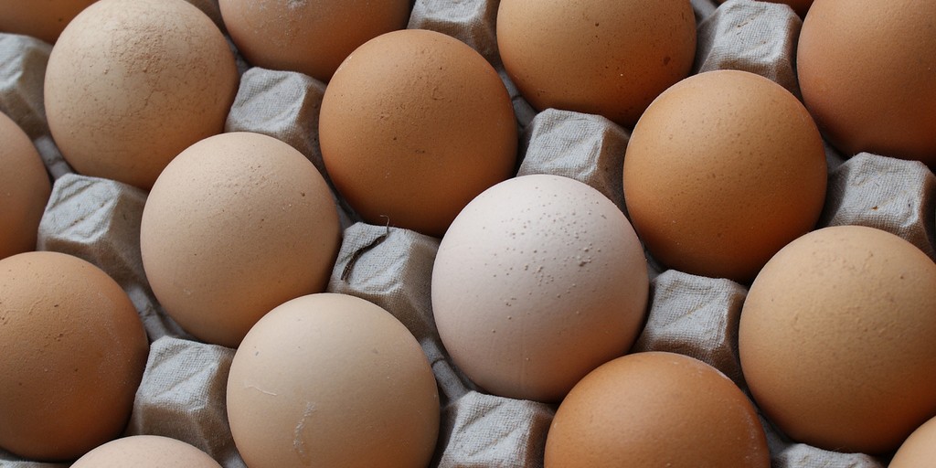Eggs Fat Content 53