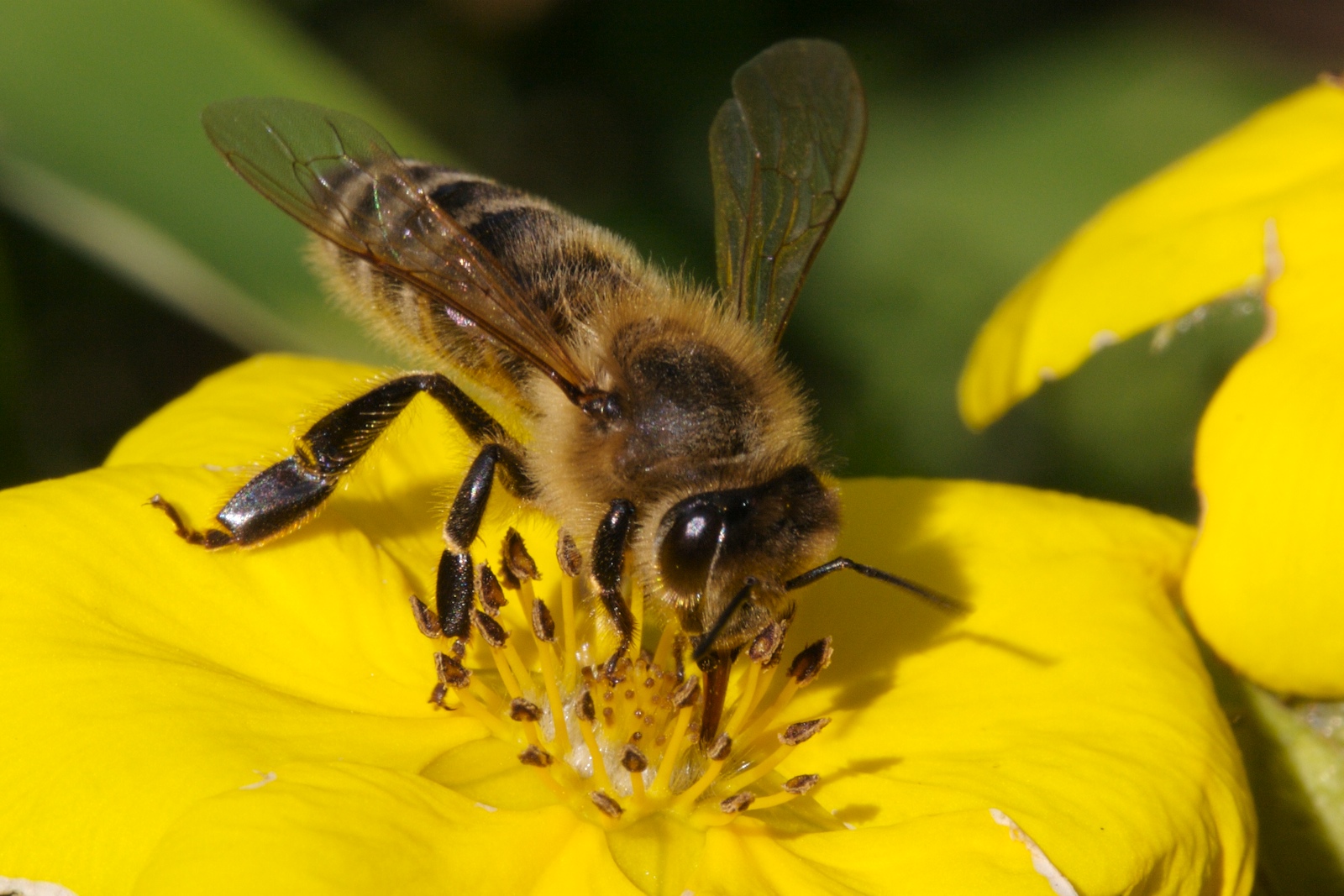 Manuka vs Raw Honey