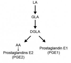 LA-coonversion-to-AA-PGE2