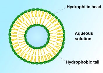 Liposome