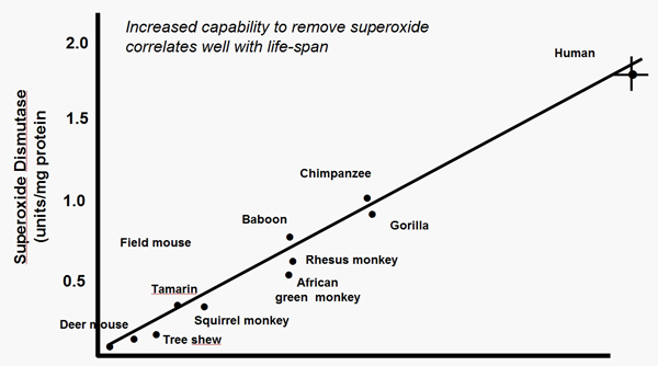 Superoxide dismutase vs life expectancy