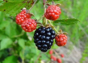 blackberries