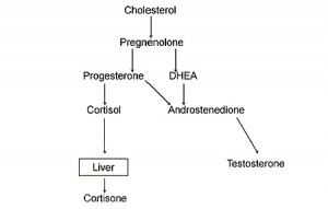 cortisol-and-tesosterone-production