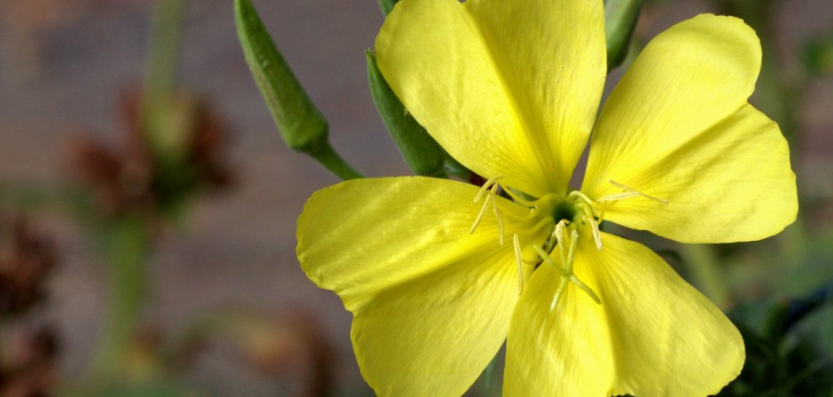 can evening primrose oil improve circulation