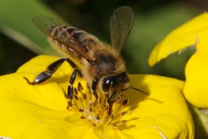 a-honey-bee