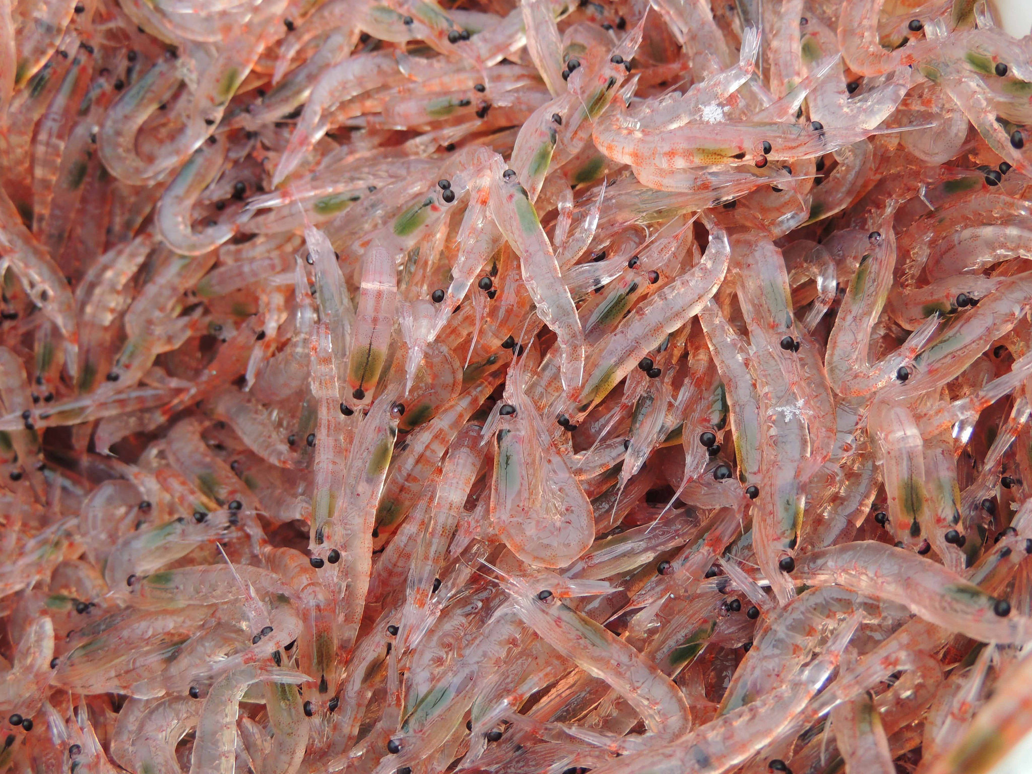「krill fish」の画像検索結果