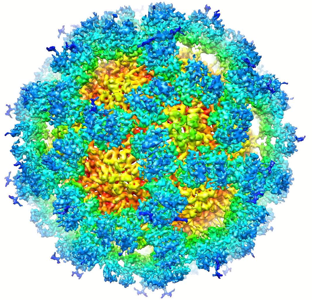 Норовирус 2 генотип. Норовирус возбудитель. Ротавирус норовирус астровирус. Норовирус под микроскопом.