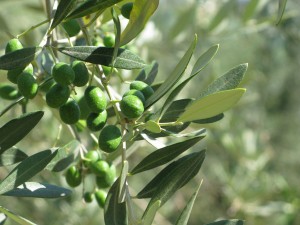 Olive Oil Coconut Oil vs Olive Oil