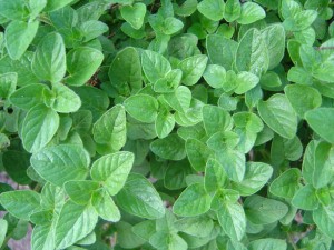 Oregano is great in spag bol! Oregano contains carvacrol, a powerful compound