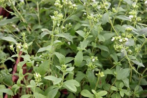 Stevia is a great natural sweetener