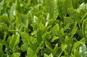 Green and white tea is better than black! Tea, green and black