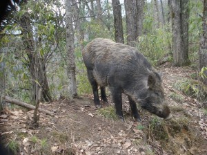 wild-boar